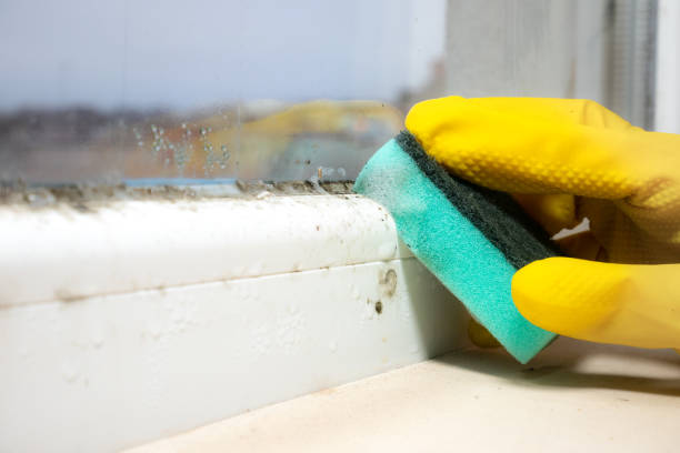 Professional Mold Inspection, Removal & Remediation in Halfway House, PA